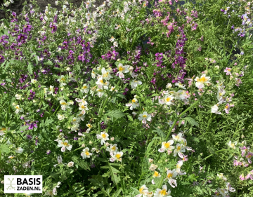 Boerenorchidee Angel Wings kleurenmix Schizanthus wisetonensis | Basiszaden.nl