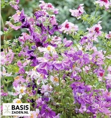 Boerenorchidee Angel Wings kleurenmix Schizanthus wisetonensis | Basiszaden.nl