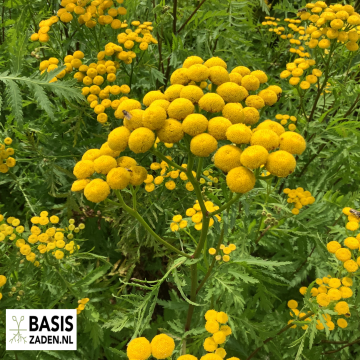 Boerenwormkruid Tanacetum vulgare | Basiszaden.nl