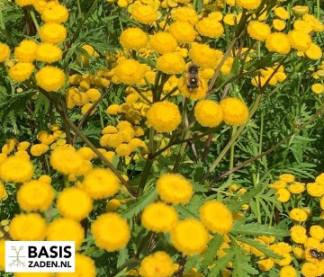 Boerenwormkruid Tanacetum vulgare | Basiszaden.nl
