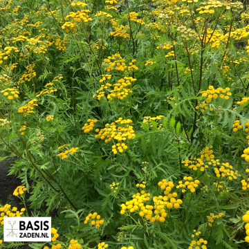 Boerenwormkruid Tanacetum vulgare | Basiszaden.nl