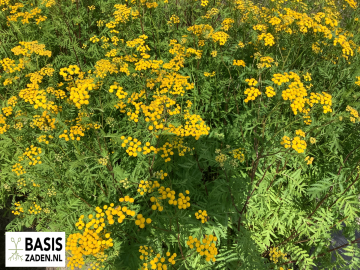 Boerenwormkruid Tanacetum vulgare | Basiszaden.nl