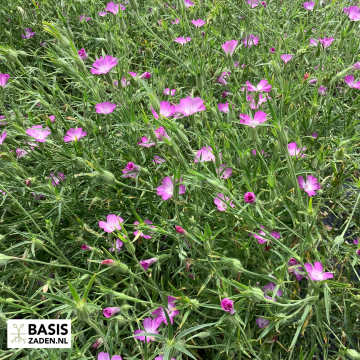 Bolderik Milas Rose Agrostemma githago | Basiszaden.nl
