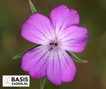 Bolderik Milas Rose Agrostemma githago | Basiszaden.nl