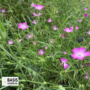 Bolderik Milas Rose Agrostemma githago | Basiszaden.nl
