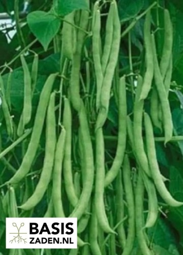Stokslabonen Blue Lake Phaseolus vulgaris | Basiszaden.nl