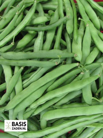 Stokslabonen Blue Lake Phaseolus vulgaris | Basiszaden.nl