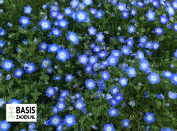 Haagbloem Bosliefje Sky Blue Nemophila insignis Menziesii | Basiszaden.nl
