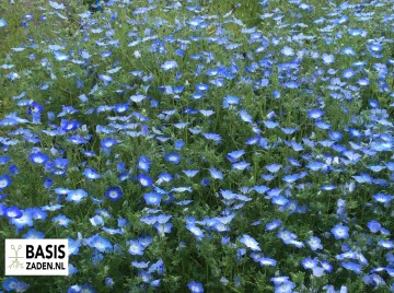 Haagbloem Bosliefje Sky Blue Nemophila insignis Menziesii | Basiszaden.nl