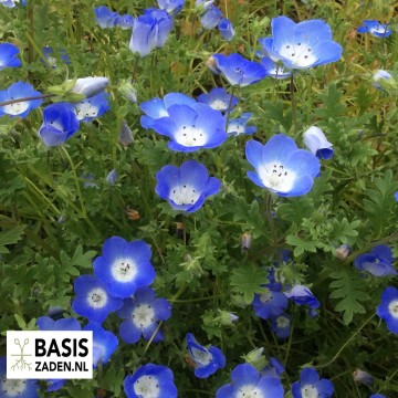 Haagbloem Bosliefje Sky Blue Nemophila insignis Menziesii | Basiszaden.nl