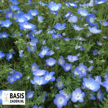 Haagbloem Bosliefje Sky Blue Nemophila insignis Menziesii | Basiszaden.nl