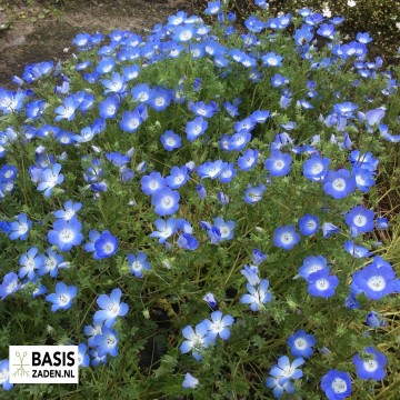 Haagbloem Bosliefje Sky Blue Nemophila insignis Menziesii | Basiszaden.nl