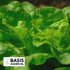 Kropsla Attraction Lactuca sativa | Basiszaden.nl