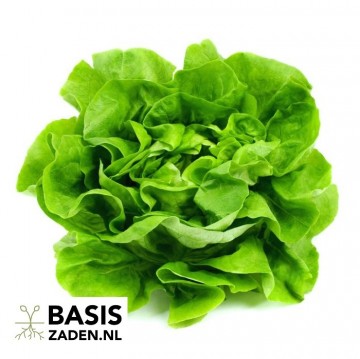 Kropsla Attraction Lactuca sativa | Basiszaden.nl