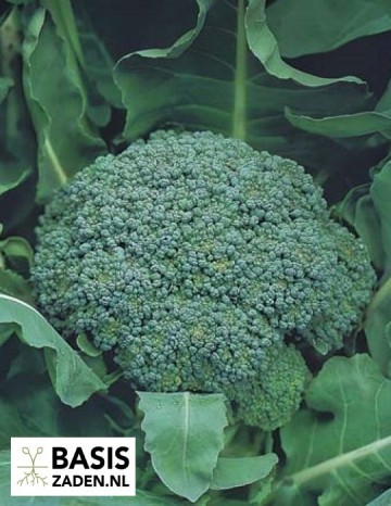 Broccoli Marathon F1 Brassica oleracea | Basiszaden.nl