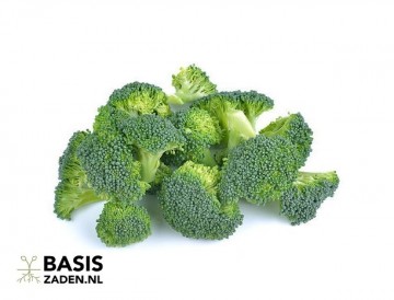 Broccoli Marathon F1 Brassica oleracea | Basiszaden.nl