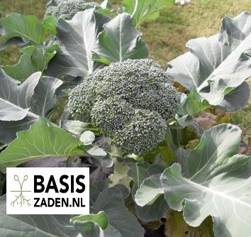 Broccoli Marathon F1 Brassica oleracea | Basiszaden.nl