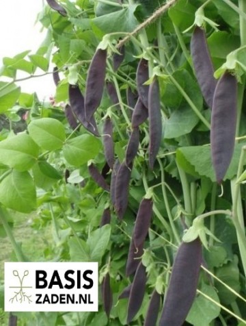 Capucijner Kapucijner Ezetha's Krombek Blauwschokker Pisum sativum | Basiszaden.nl