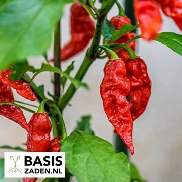 Chilipeper Bhut Jolokia Red Capsicum chinense | Basiszaden.nl