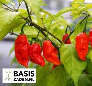 Chilipeper Bhut Jolokia Red Capsicum chinense | Basiszaden.nl