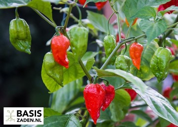 Chilipeper Bhut Jolokia Red Capsicum chinense | Basiszaden.nl