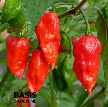 Chilipeper Bhut Jolokia Red Capsicum chinense | Basiszaden.nl