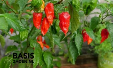 Chilipeper Bhut Jolokia Red Capsicum chinense | Basiszaden.nl