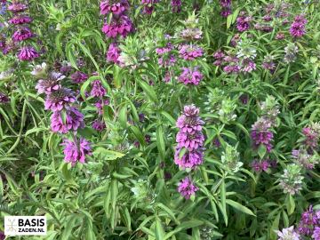 Citroenbergamot Lemon Mint Monarda citriodora | Basiszaden.nl