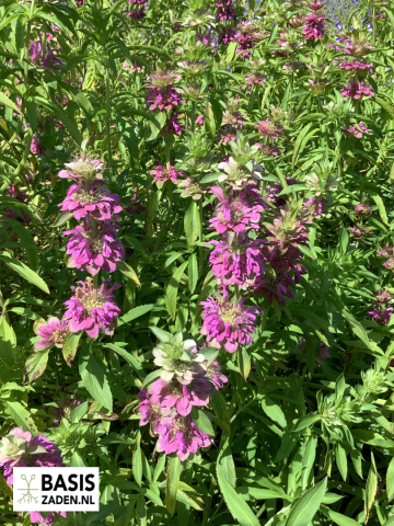 Citroenbergamot Lemon Mint Monarda citriodora | Basiszaden.nl