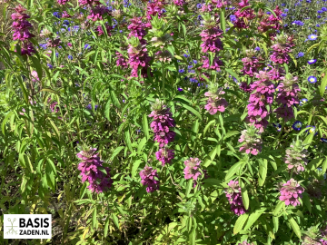 Citroenbergamot Lemon Mint Monarda citriodora | Basiszaden.nl
