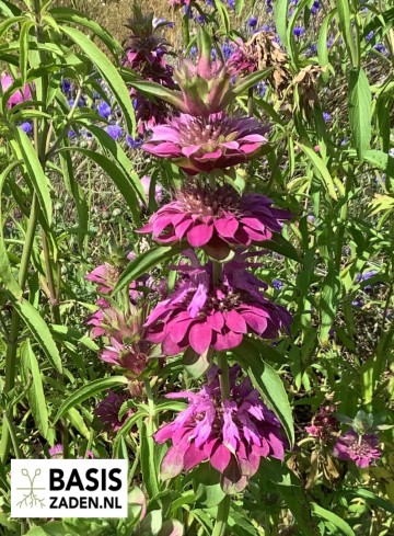 Citroenbergamot Lemon Mint Monarda citriodora | Basiszaden.nl