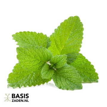 Citroenmelisse Melissa officinalis | Basiszaden.nl