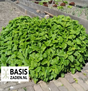 Citroenmelisse Melissa officinalis | Basiszaden.nl