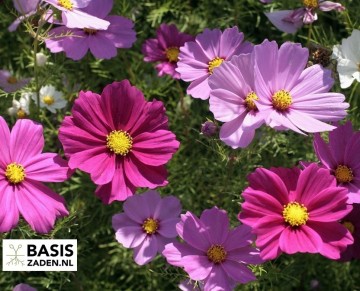 Cosmea Sensation Mixed Cosmos bipinnatus | Basiszaden.nl