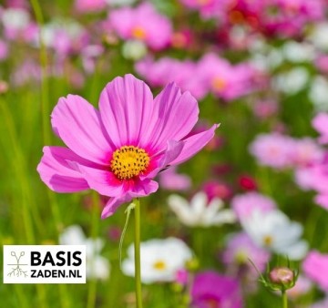 Cosmea Sensation Mixed Cosmos bipinnatus | Basiszaden.nl