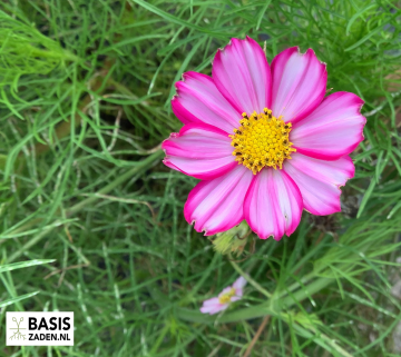 Cosmea Picotee Cosmos bipinnatus | Basiszaden.nl