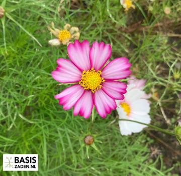 Cosmea Picotee Cosmos bipinnatus | Basiszaden.nl