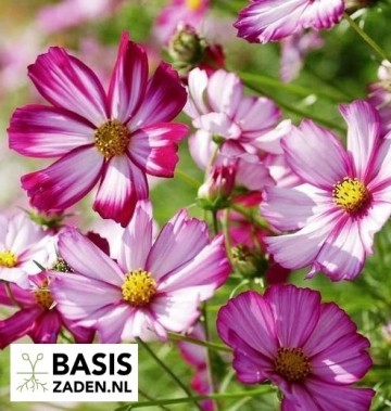 Cosmea Picotee Cosmos bipinnatus | Basiszaden.nl