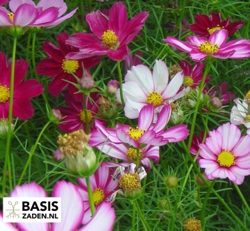 Cosmea Picotee Cosmos bipinnatus | Basiszaden.nl