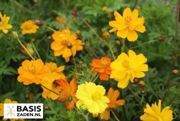 Cosmea Polidor mixed Cosmos sulphureus | Basiszaden.nl