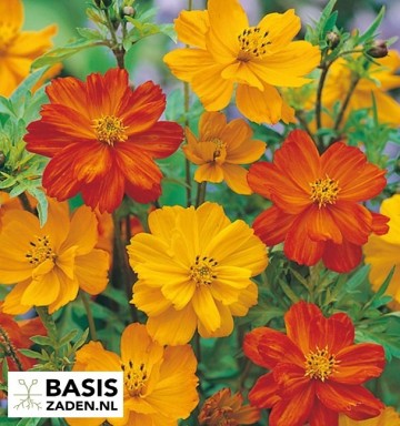 Plukbloemen-pakket | Basiszaden.nl