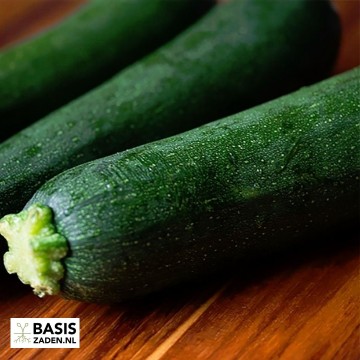Courgette Black Beauty Cucurbita pepo | Basiszaden.nl