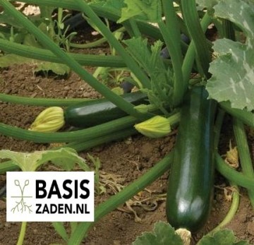 Courgette Black Beauty Cucurbita pepo | Basiszaden.nl
