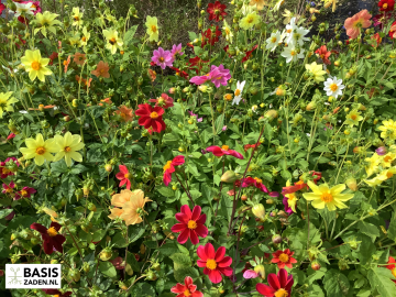 Dahlia variabilis Mignon enkelbloemig gemengd | Basiszaden.nl