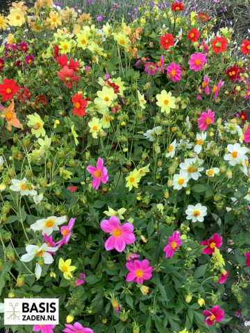 Dahlia variabilis Mignon enkelbloemig gemengd | Basiszaden.nl