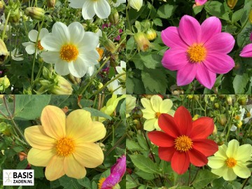 Dahlia variabilis Mignon enkelbloemig gemengd | Basiszaden.nl