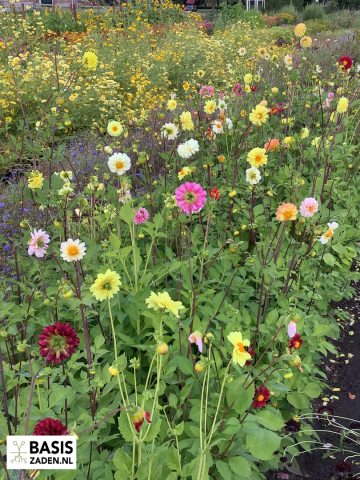 Dahlia variabilis Pompon mixed | Basiszaden.nl