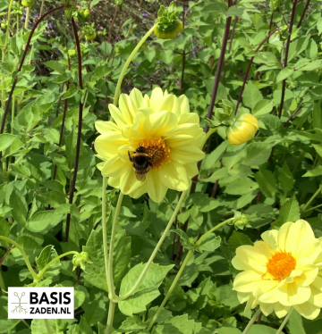 Dahlia variabilis Pompon mixed | Basiszaden.nl