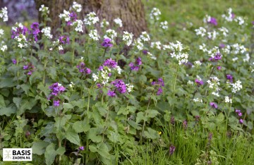 Damastbloem gemengd Hesperis matronalis | Basiszaden.nl