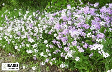 Damastbloem gemengd Hesperis matronalis | Basiszaden.nl
